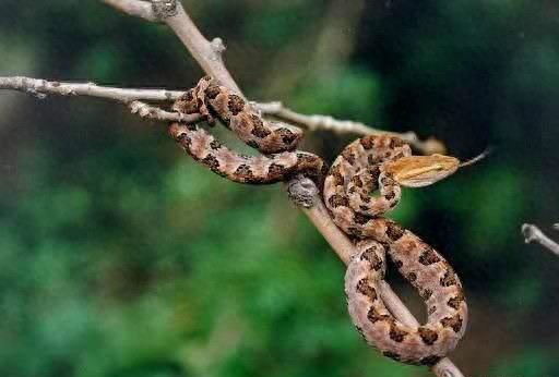 世界名蛇大全，让你一次爽个够！