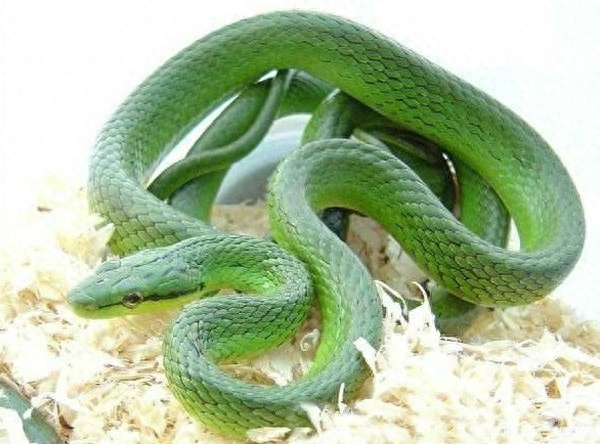 世界名蛇大全，让你一次爽个够！