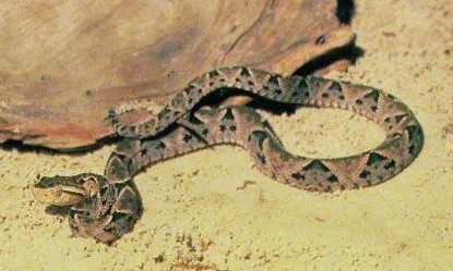 世界名蛇大全，让你一次爽个够！