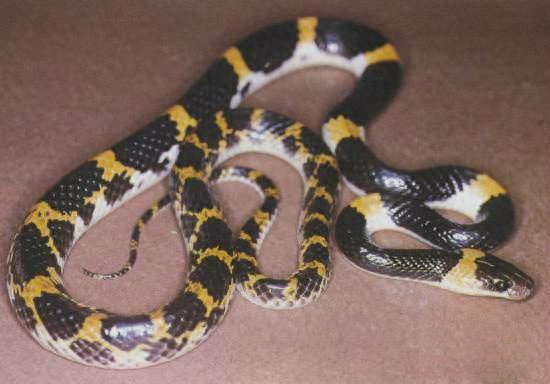 世界名蛇大全，让你一次爽个够！