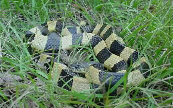 世界名蛇大全，让你一次爽个够！