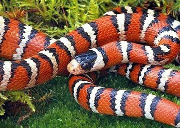 世界名蛇大全，让你一次爽个够！