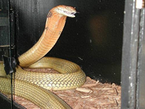 世界名蛇大全，让你一次爽个够！