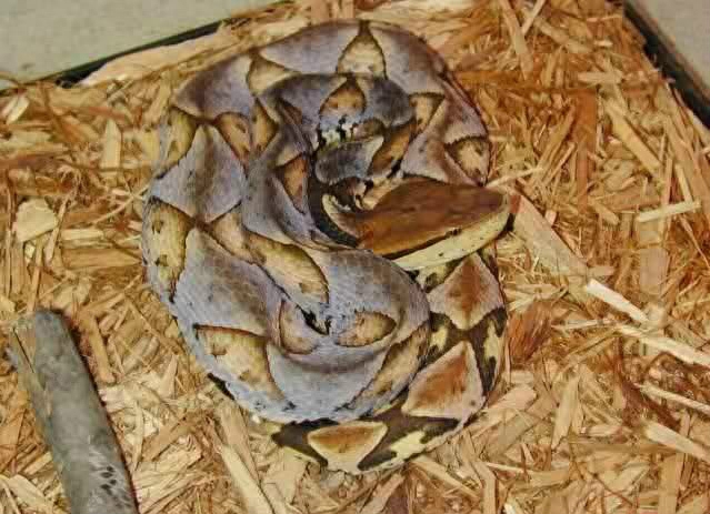 世界名蛇大全，让你一次爽个够！