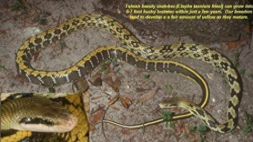 世界名蛇大全，让你一次爽个够！