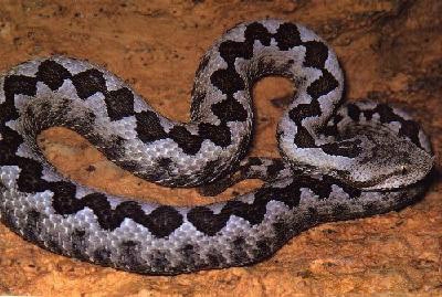 世界名蛇大全，让你一次爽个够！