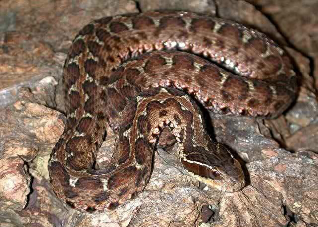 世界名蛇大全，让你一次爽个够！