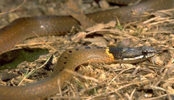 世界名蛇大全，让你一次爽个够！