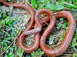 世界名蛇大全，让你一次爽个够！