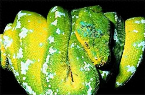 世界名蛇大全，让你一次爽个够！