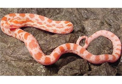 世界名蛇大全，让你一次爽个够！