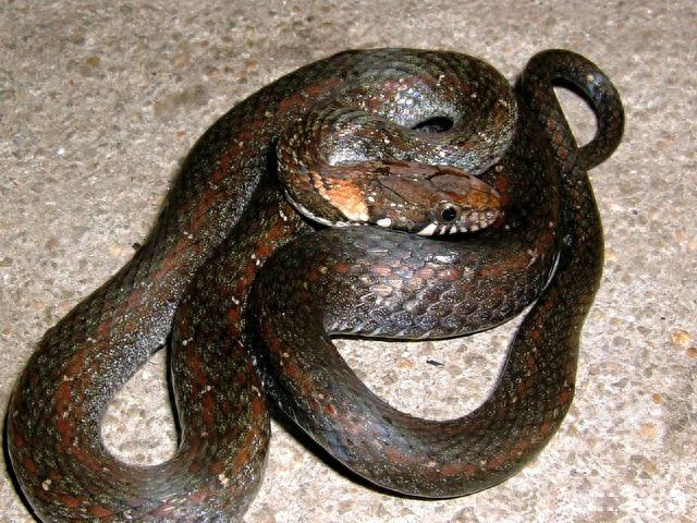 世界名蛇大全，让你一次爽个够！