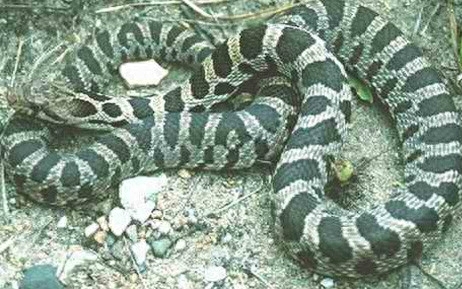 世界名蛇大全，让你一次爽个够！