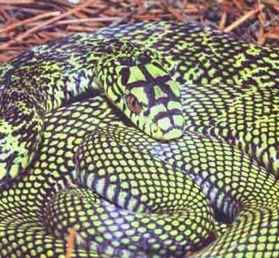 世界名蛇大全，让你一次爽个够！