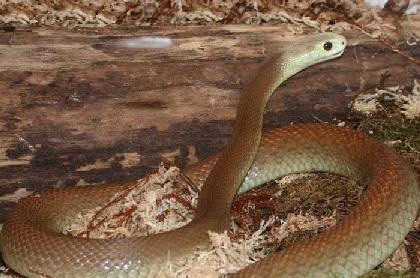 世界名蛇大全，让你一次爽个够！