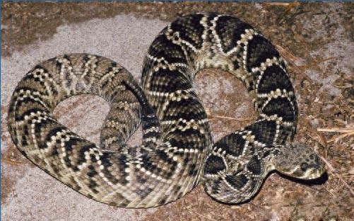 世界名蛇大全，让你一次爽个够！