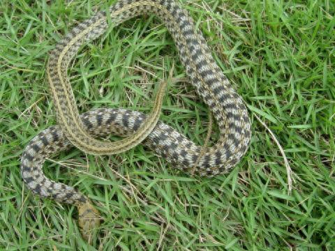 世界名蛇大全，让你一次爽个够！