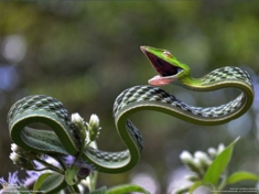 世界名蛇大全，让你一次爽个够！