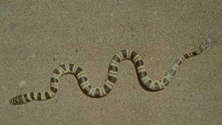 世界名蛇大全，让你一次爽个够！