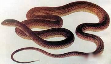 世界名蛇大全，让你一次爽个够！