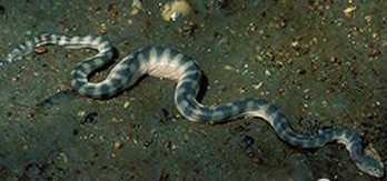 世界名蛇大全，让你一次爽个够！