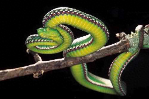 世界名蛇大全，让你一次爽个够！