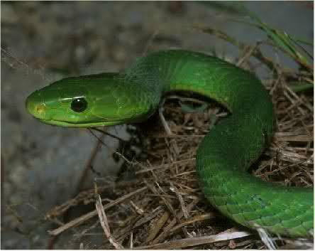 世界名蛇大全，让你一次爽个够！