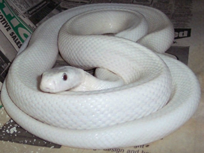 世界名蛇大全，让你一次爽个够！