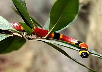 世界名蛇大全，让你一次爽个够！