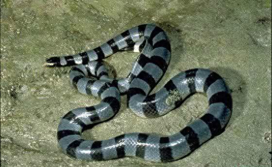 世界名蛇大全，让你一次爽个够！