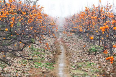 ​柿子树的冬季修剪方法 一看树二看土三看有没有害虫蛀