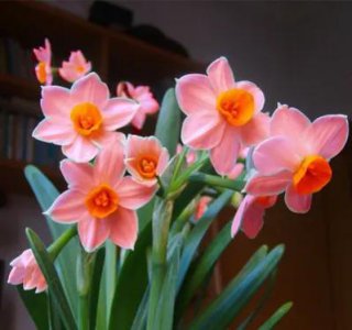 ​凌波仙子是什么花（分享图片，凌波仙子水仙花）