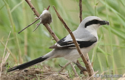 ​楔尾伯劳，百科知识，中国伯劳科之一