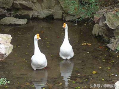 ​上海一大学“录取”的对象竟是一只鹅？这封录取通知书火了