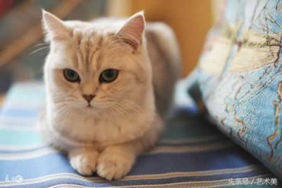 ​被跳蚤咬了怎么办来解决（被跳蚤咬的症状 被跳蚤咬了后这样做快速止痒）