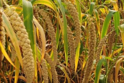 ​五谷之首的谷子是什么？为何现在“谷子”少有人种植了？