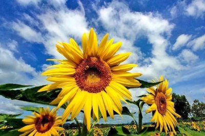 ​向日葵花语经典话语解说（当你明白了它的寓意后，一定也想养一棵）