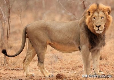 ​莫瓦那雄狮联盟：主导雄狮的死亡，导致整个联盟，称王半年就下台