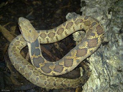 ​你知道中国境内有多少渔游蛇？