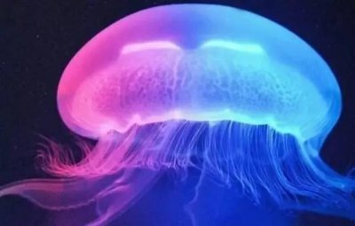 ​如梦似幻的海月水母