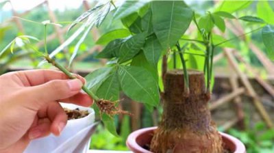 ​发财树怎么扦插？总共4个“万能步骤”，新手容易操作，成活率高