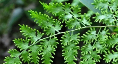 ​海金沙的功效与作用（清热通淋  利水消肿）