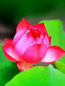 ​荷花品种分类·附9个品种介绍及图片