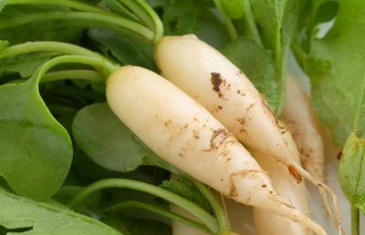 ​什么人不能吃萝卜 冬吃萝卜夏吃姜，不用医生开药方，这三类人不要吃萝卜