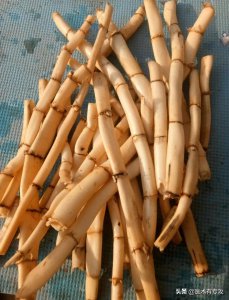 ​每天认识一味中药～芦根