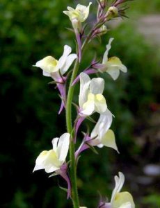 ​金鱼草的花语和寓意（姬金鱼草花语：请觉察我的爱意）