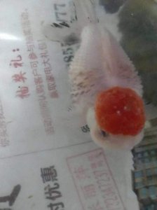 ​观赏鱼立鳞病是怎么回事，该如何治疗？