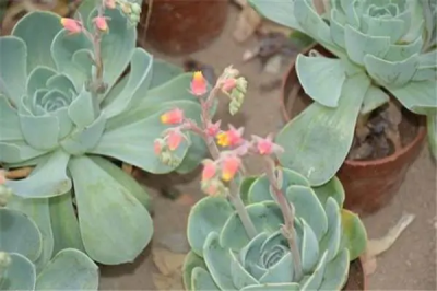 ​石莲花会不会有毒？石莲花有什么作用？