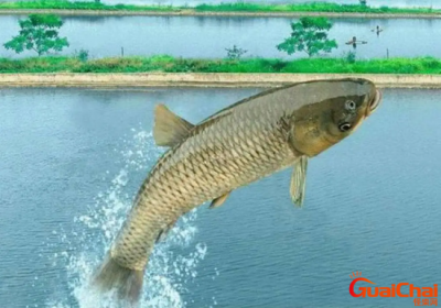 ​四大家鱼分别是什么鱼？四大家鱼分别有哪些？