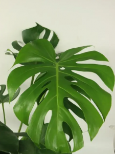 ​龟背竹的养殖方法和注意事项是什么？龟背竹怎么换盆与修剪？